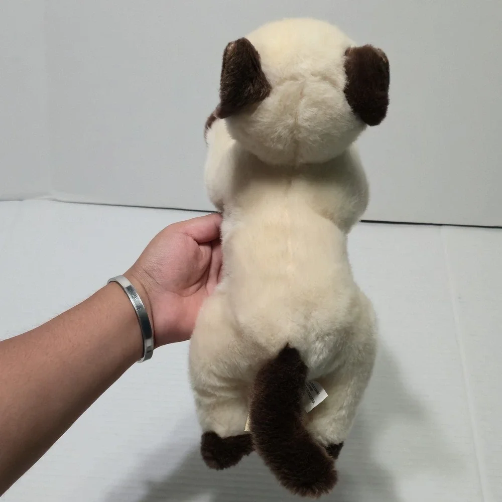 Aurora miyoni siamese